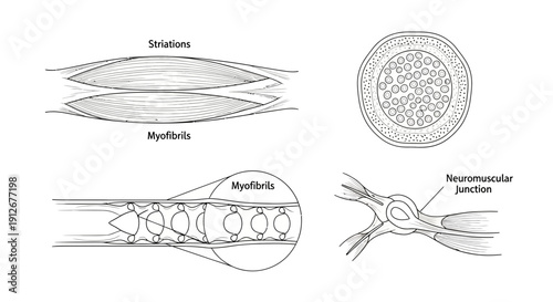 Skeletal Muscle Anatomy: Striations, Myofibrils, and Neuromuscular Junction Diagram