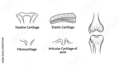 Types of Cartilage: Hyaline, Elastic, Fibrocartilage, Articular - Medical Illustration