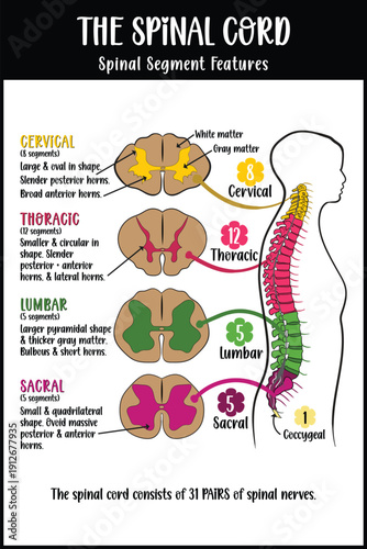 Spinal Segment Features vector diagram 