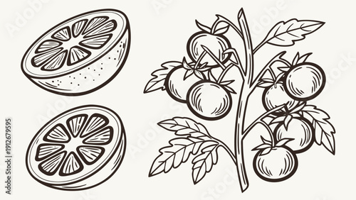 Detailed botanical sketch featuring citrus slices and tomatoes in a monochrome silhouette high quality professional detailed