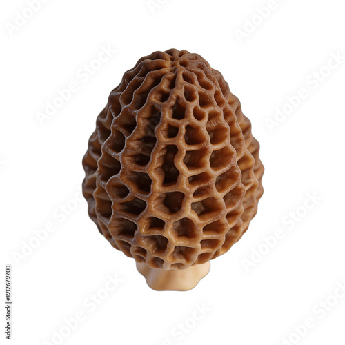 Fresh Morchella Mushroom Close-up Very good content.