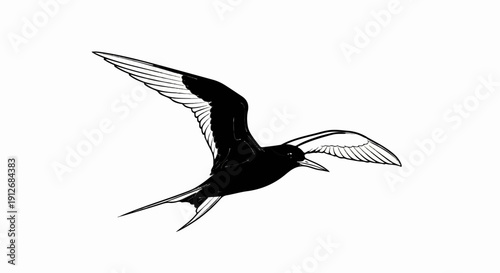 A black and white illustration of a bird in flight with its wings spread