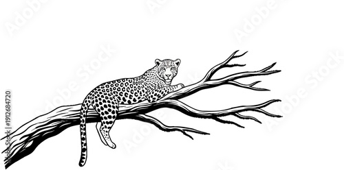 A black and white illustration of a spotted feline lounging on a bare tree branch