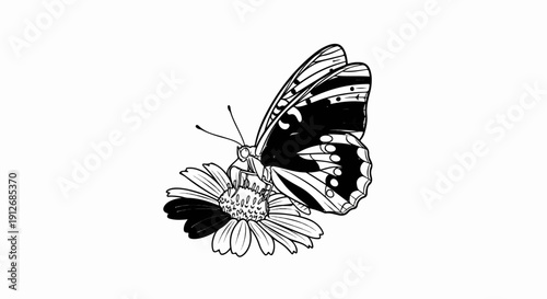 A black and white sketch shows a butterfly on a flower