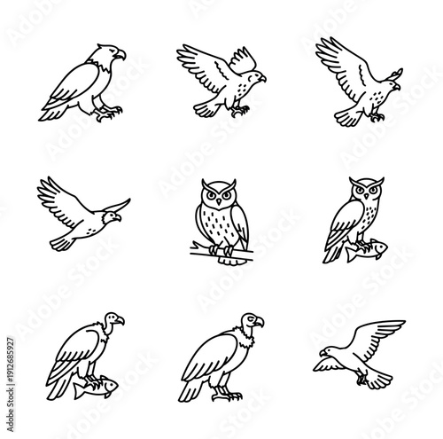 Birds of Prey Line Drawings Set