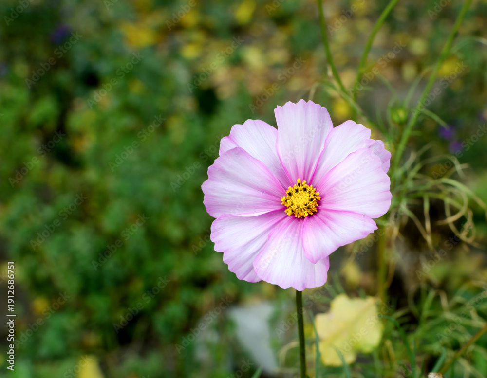 custom made wallpaper toronto digitalPink Cosmos Flower Close-Up In Garden With Yellow Center Against Soft Green Background