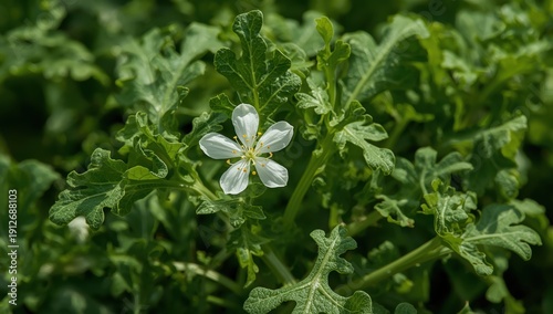 Wallpaper Mural Botany of arugula flower salad Torontodigital.ca