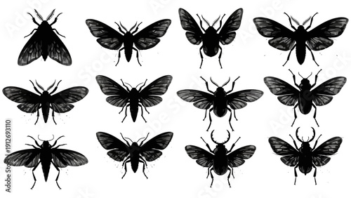 black insect silhouettes watercolor illustrations of moths and beetles on a white background perfect for entomology and design.