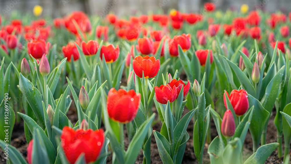 Obraz premium Red tulip flowers in blooming with green leaf, close-up at the flower's lobe. Nature background scene.