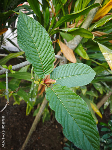 Mitragyna speciosa (Kratom leaves) Thai herbal