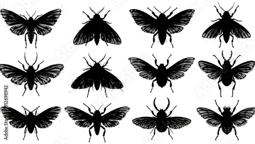 dark insect silhouettes moths and beetles with textured wings on white perfect for natural history biology and gothic art.