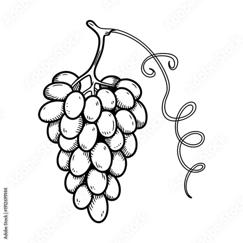 A bunch of grapes hanging from a vine stem with leaves and curly tendrils naturally