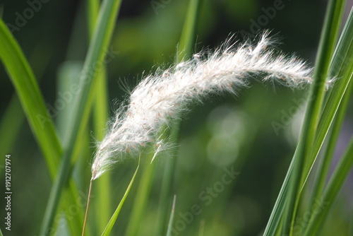 植物　野原　ふわふわ