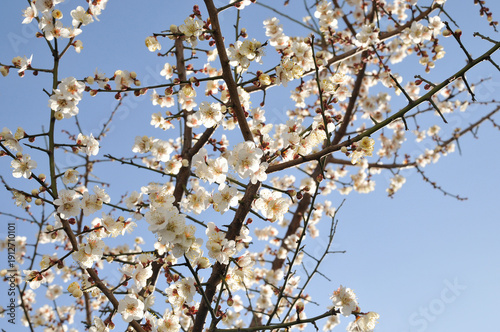 青空と白梅