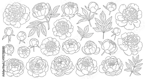 Large collection of peony flower and leaf line drawings with various bloom stages and foliage details on white.