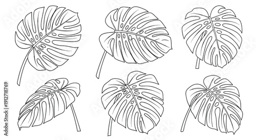 Collection of six botanical line art sketches depicts the iconic monstera leaf from various angles and perspectives on white.