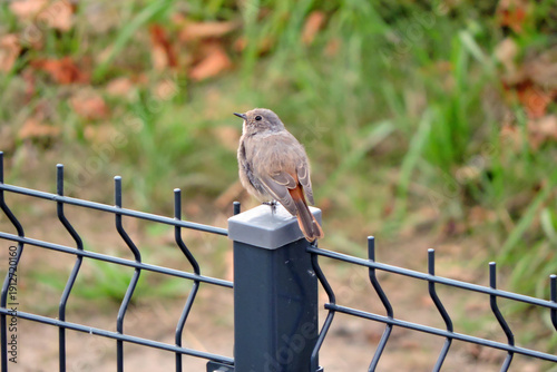 Wallpaper Mural A portrait of a juvenile female common redstart sitting on a metal pole, blurred background Torontodigital.ca
