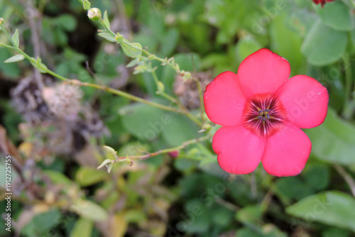 Wallpaper Mural Macro shot of a red scarlet flax flower (Linum grandiflorum) in bloom Torontodigital.ca