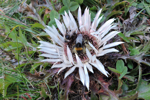 Wallpaper Mural An early bumblebee and a forest cuckoo bumblebee pollinating silver carline thistle in the Tatra Mountains Torontodigital.ca
