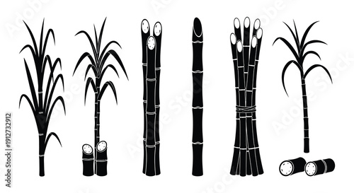 Black and white illustration of various tropical plants and foliage