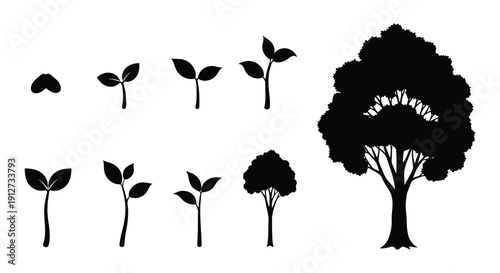 Plant growth stages illustrated with simple black silhouettes