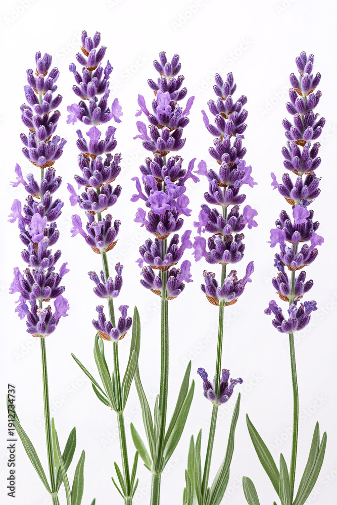 Fototapeta premium Five fresh lavender flower stems on a white background