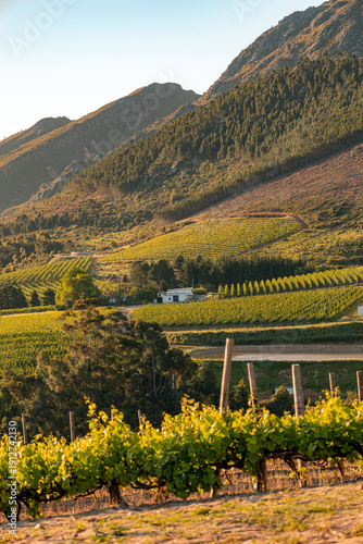 Vineyards and mountains bathed in golden sunlight. Cape Winelands landscape with grapevines. Rural scenic view for travel brochure.
