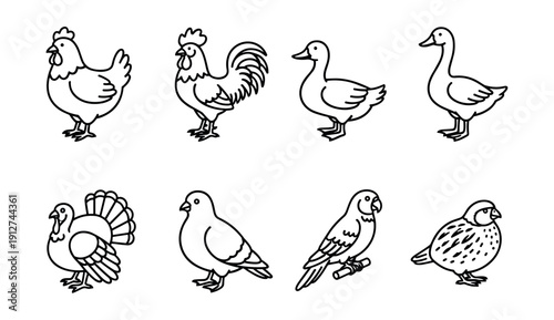 Bird line drawings set