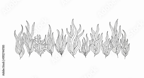 A hand-drawn black and white illustration of various types of seaweed and coral underwater