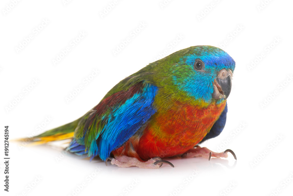 Obraz premium Turquoise parrot in studio