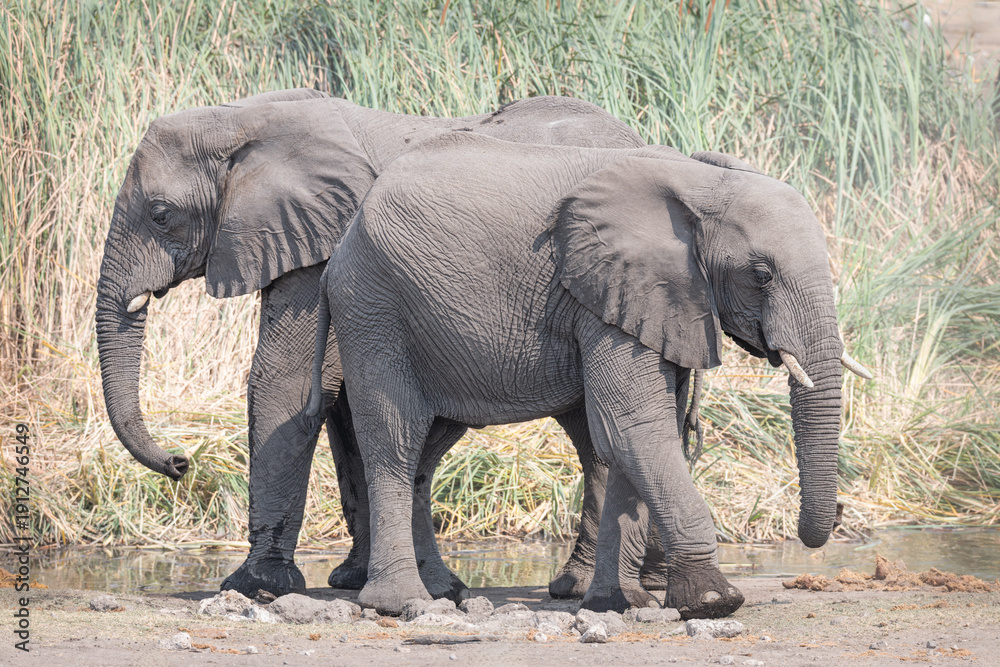 Obraz premium Two young African Elephants at a waterhole in Etosha National Park, Namibia, Africa