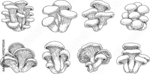 Hand drawn oyster mushroom illustrations set featuring edible fungi clusters isolated on gray background, vintage black and white vector food sketch