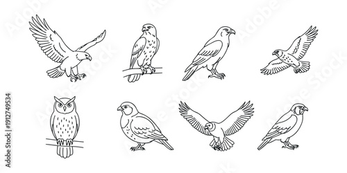 Bird line art illustrations set