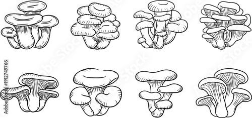 Oyster mushroom clusters hand drawn illustration set featuring edible fungi isolated on gray background, vintage black and white vector food sketch collection