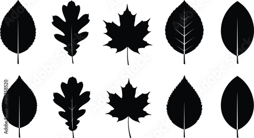 Black leaf silhouette collection featuring maple oak and elm foliage isolated on white background for autumn nature design forest environment and seasonal garden vector