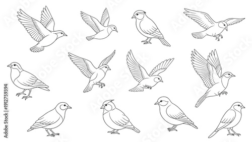 Detailed line art sketches of several small birds in different flight and perching positions isolated on white background.