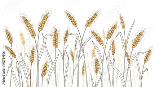 Beautiful field of golden wheat ears in a detailed hand-drawn illustration style with various stem heights for agriculture.