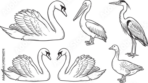 Water bird line art collection featuring swan pelican heron and goose outline vector illustration set