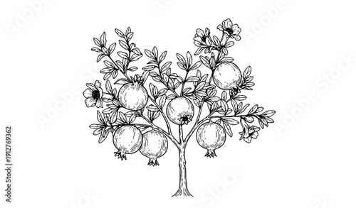 Botanical Pomegranate Tree Line Art Vector with Fruits and Flowers Isolated on White Background