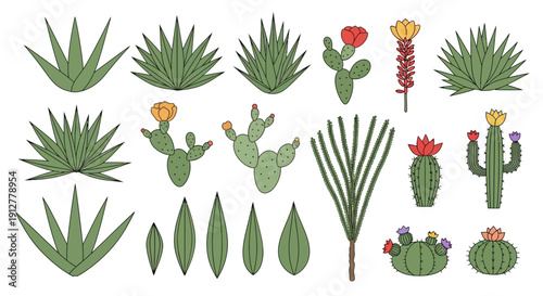 Desert Cacti and Succulents Vector Set with Flowers - Botanical Illustration Collection