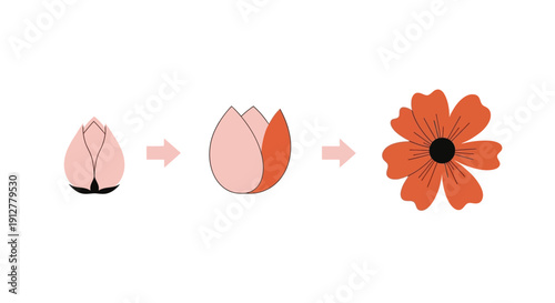 Flower Growth Stages and Blooming Process Diagram. Minimalist flat vector illustration of floral life cycle evolution from bud to full blossom.