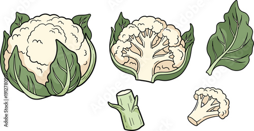 Fresh white cauliflower vector illustration set, whole vegetable with green leaves and sliced pieces on white background.