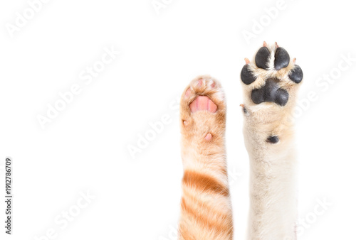 Paws of a fawn Labrador dog and a red Scottish Straight cat isolated on white background