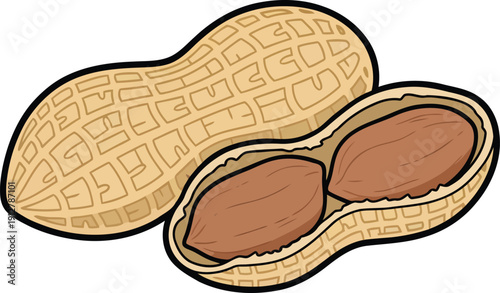 Peanut in Shell and Open Cartoon Vector Illustration of Fresh Groundnut