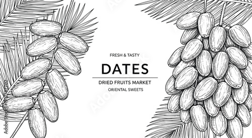 Vintage hand drawn vector illustration of fresh dates on palm branches for dried fruits market, oriental sweets shop, and organic healthy food packaging.