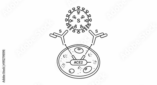 Antibody binding to viral spike protein and cellular ACE2 receptor