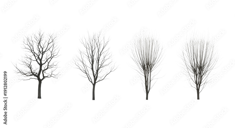 Obraz premium four isolated winter botanical elements: two bare gnarled deciduous trees and two delicate leafless willow bushes arranged as a graphic collection against a transparent background. concept for
