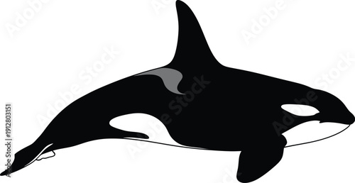 Black and white illustration of an orca whale swimming in ocean from side viewpoint