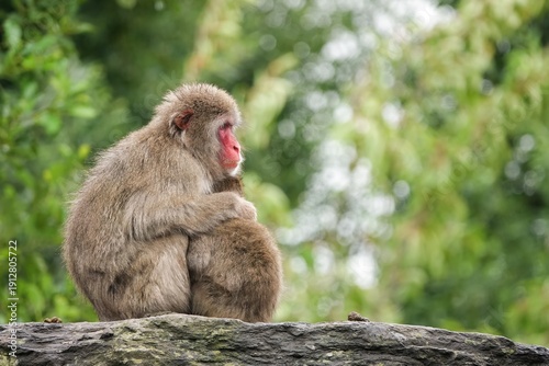 Konstfotografi A heartwarming scene of a Japanese macaque mother embracing her baby on a rocky surface, enveloped by lush green vegetation backdrop