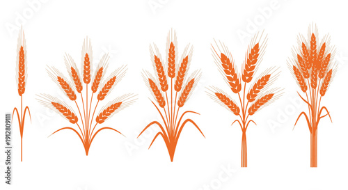 Artistic illustrations of ripe wheat ears and cereal plants, essential elements for farm-to-table concepts, baking, brewing, and agricultural graphic designs